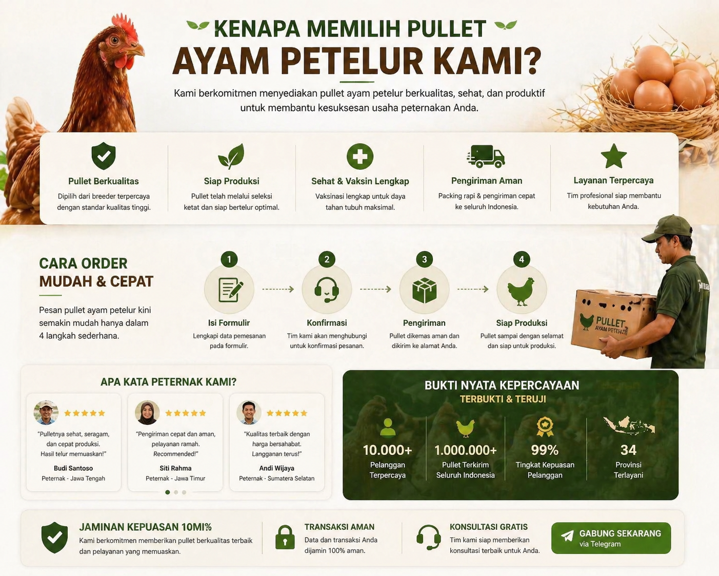 Pullet Ayam Petelur